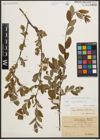 Foto von Salix myrtilloides L.